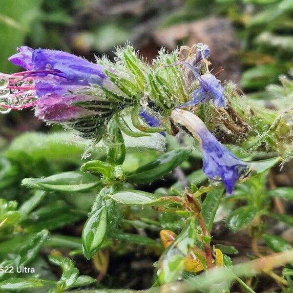 Echium sabulicola Blüte