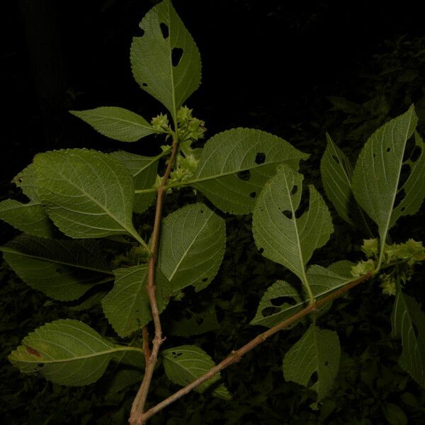 Lippia cardiostegia Leaf