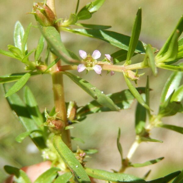 Rotala ramosior Flower