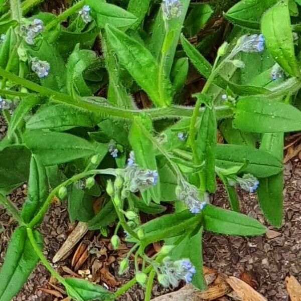 Myosotis arvensis Flors