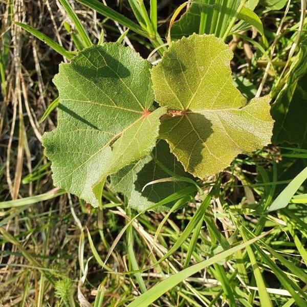 Dombeya rotundifolia Leaf