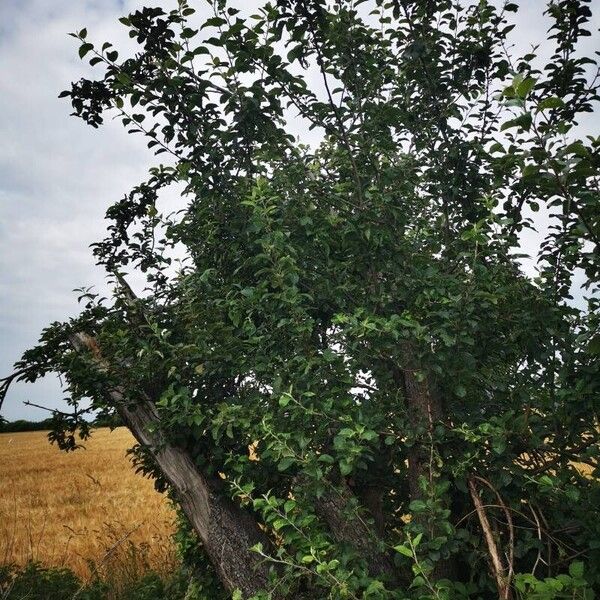 Malus domestica عادت داشتن