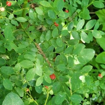 Vaccinium parvifolium 葉