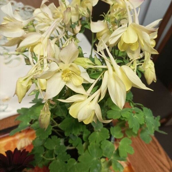 Aquilegia pubescens ফুল