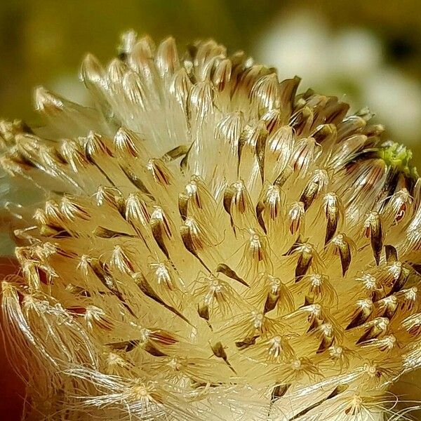 Eriophorum scheuchzeri Фрукт