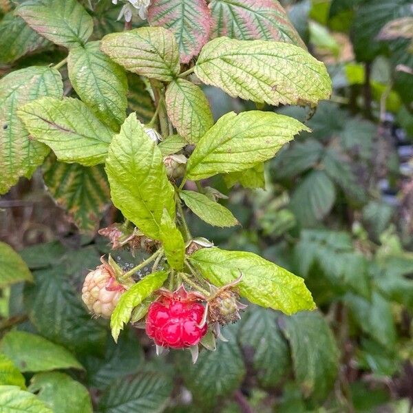 Rubus idaeus Плід