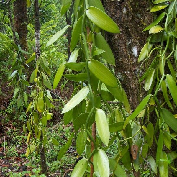 Vanilla planifolia Frunză