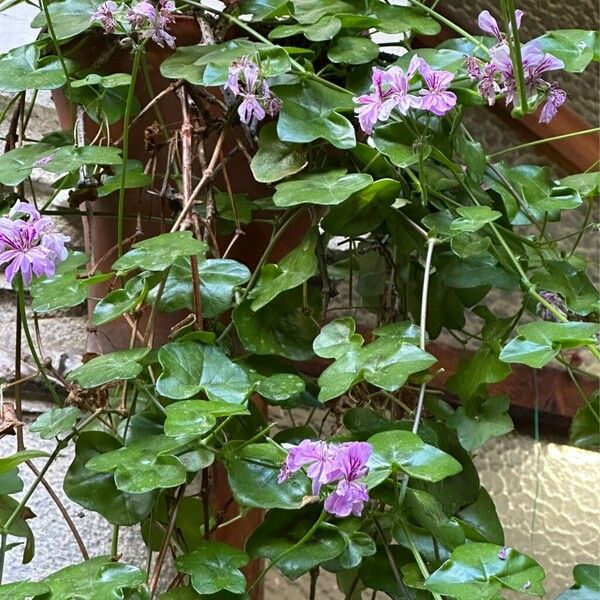 Pelargonium peltatum Blüte