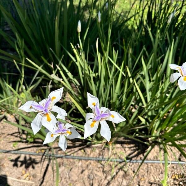 Dietes grandiflora Flower