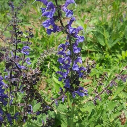 Salvia pratensis Flower