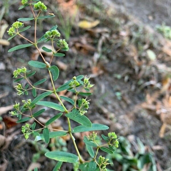 Euphorbia hyssopifolia 花