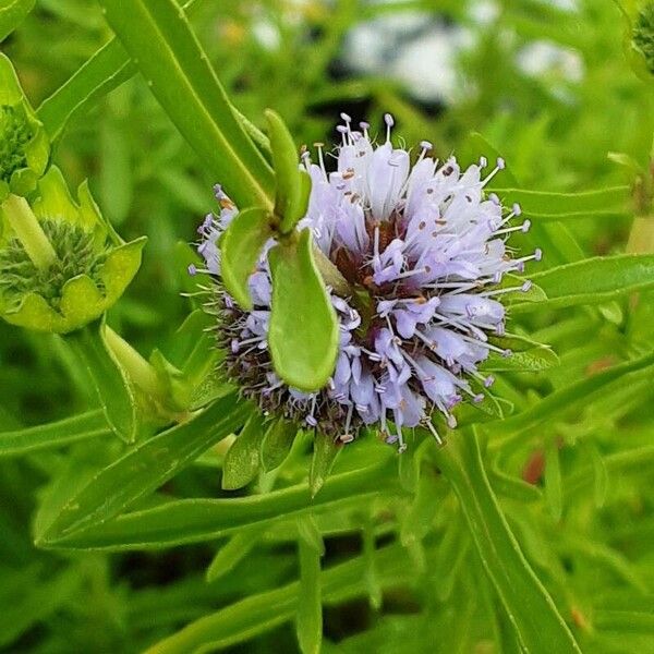 Mentha cervina Fleur