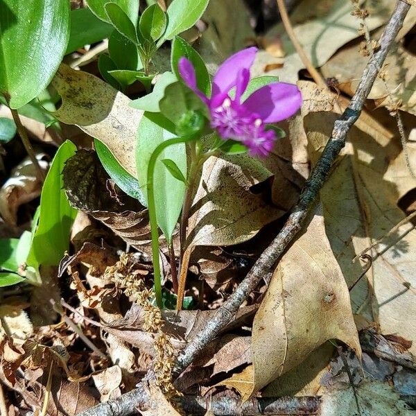 Polygala paucifolia 花