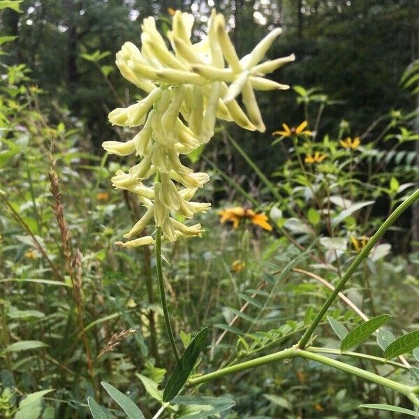 Astragalus canadensis फूल