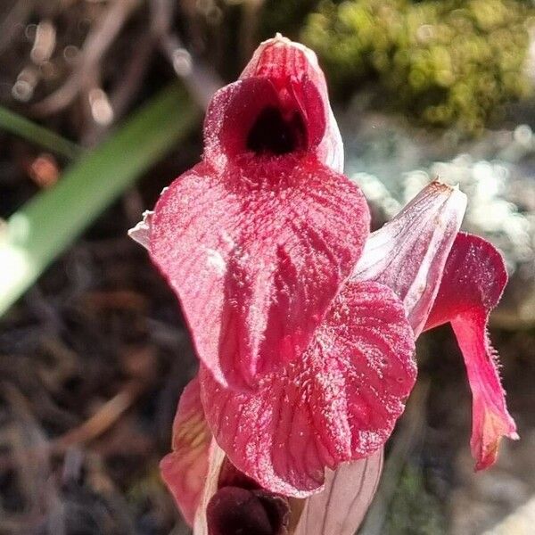 Serapias cordigera Flors