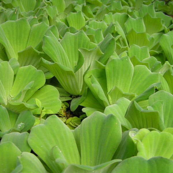 Pistia stratiotes 整株植物