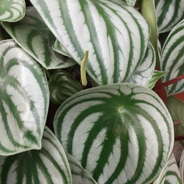 Peperomia argyreia Лист