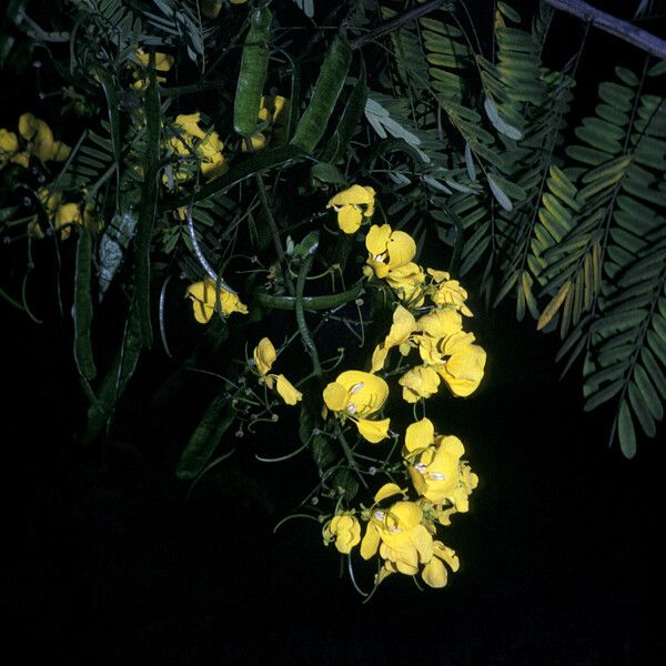 Senna multijuga 花