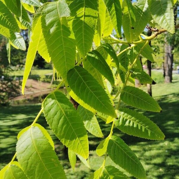 Platycarya strobilacea पत्ता