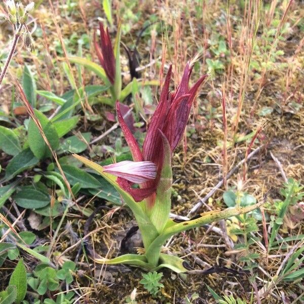 Serapias vomeracea Habit