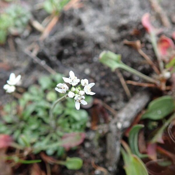 Teesdalia nudicaulis Flower