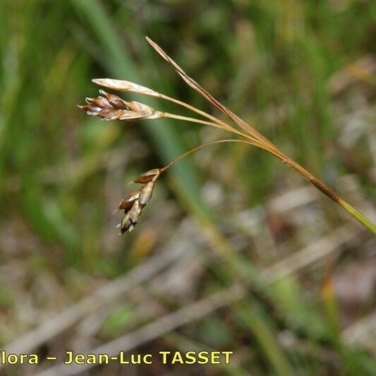 Carex capillaris Other