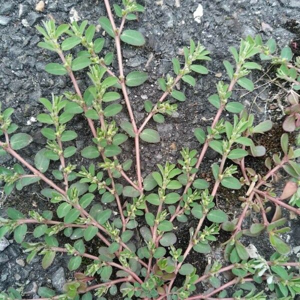 Euphorbia prostrata Hábito