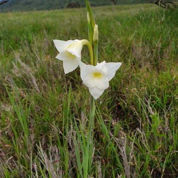 Gladiolus gunnisii Virág
