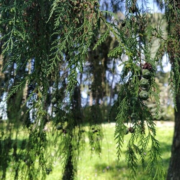 Cupressus pendula 葉