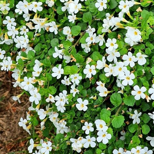 Bacopa repens Blomst