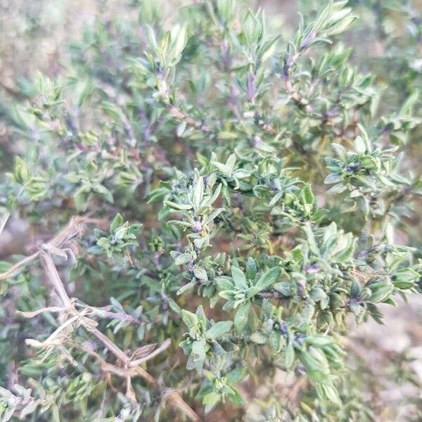 Thymus vulgaris Leaf