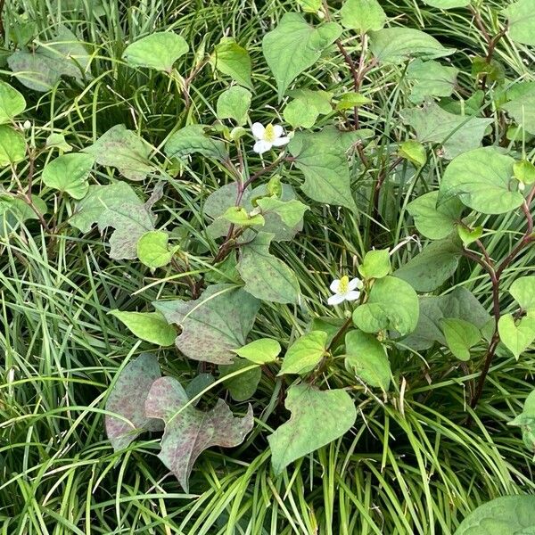 Houttuynia cordata Kvet