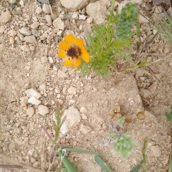 Adonis microcarpa Fleur