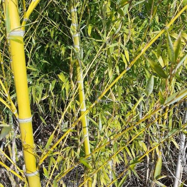 Phyllostachys aurea List