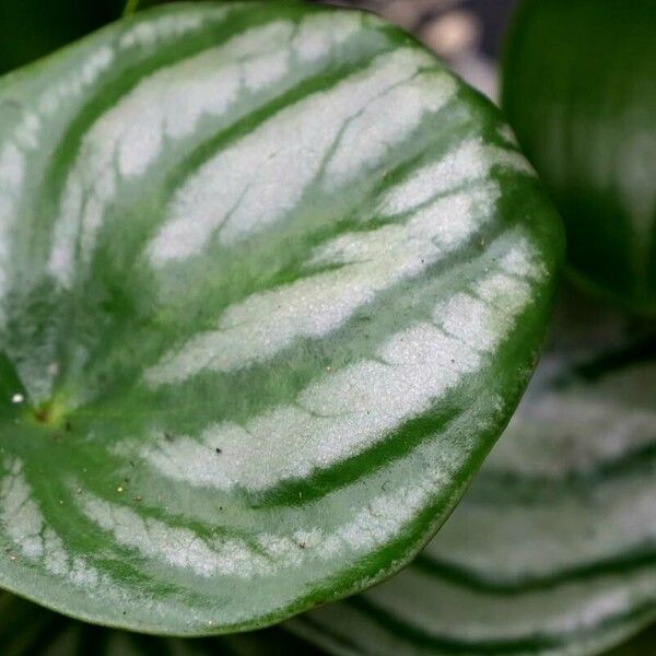 Peperomia argyreia Лист