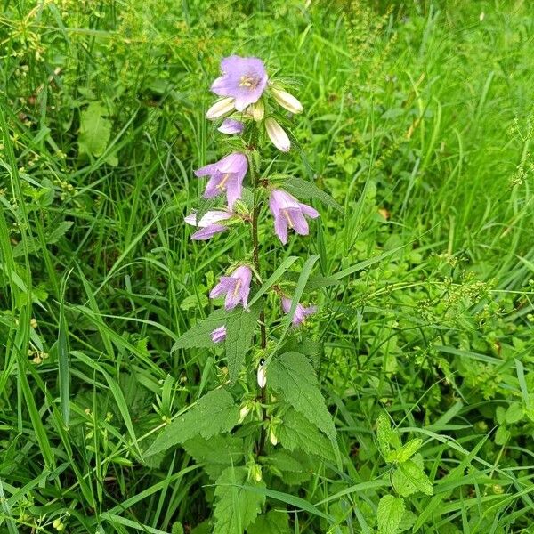 Campanula latifolia Flower