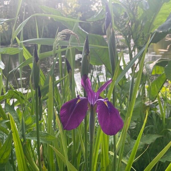 Iris ensata Kvet