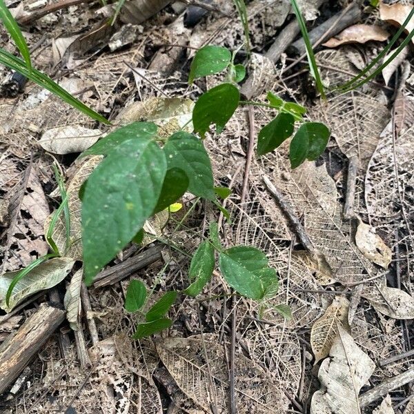 Centrosema pubescens Leaf