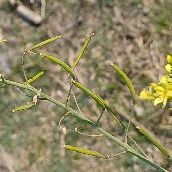 Diplotaxis tenuifolia 果實