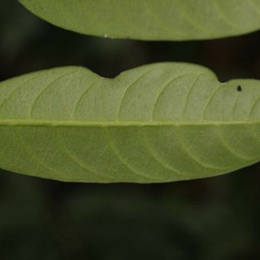 Tabernaemontana disticha Leaf