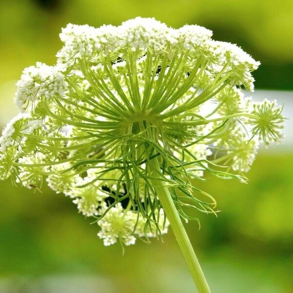 Ammi majus Лист