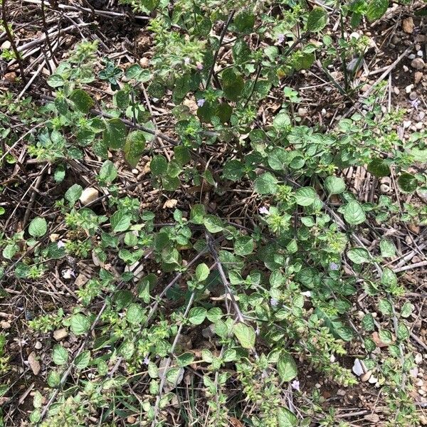 Clinopodium menthifolium Buveinė