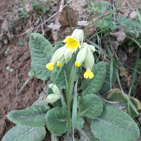 Primula veris ফুল