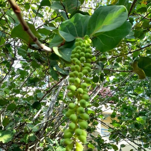 Coccoloba uvifera Frugt