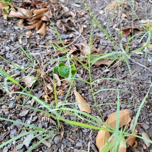 Panicum repens Fulla