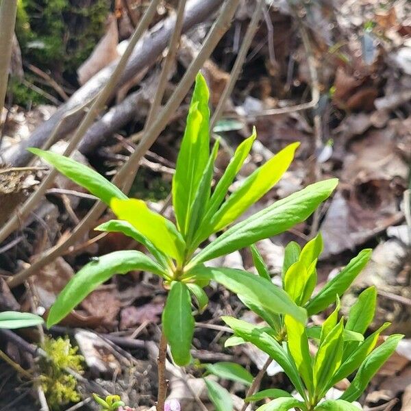 Daphne mezereum List