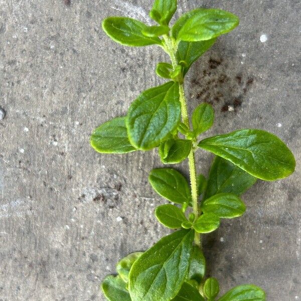 Lippia micromera Feuille