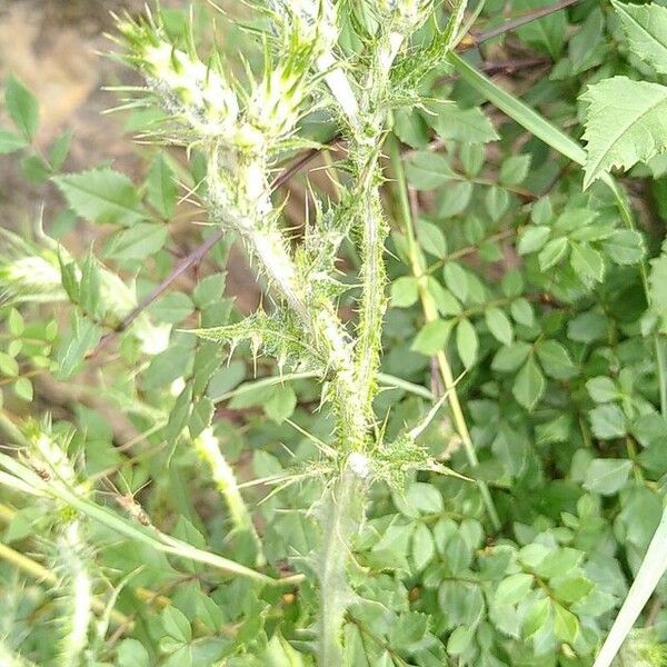 Carduus tenuiflorus Flor