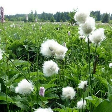 Eriophorum scheuchzeri Flors