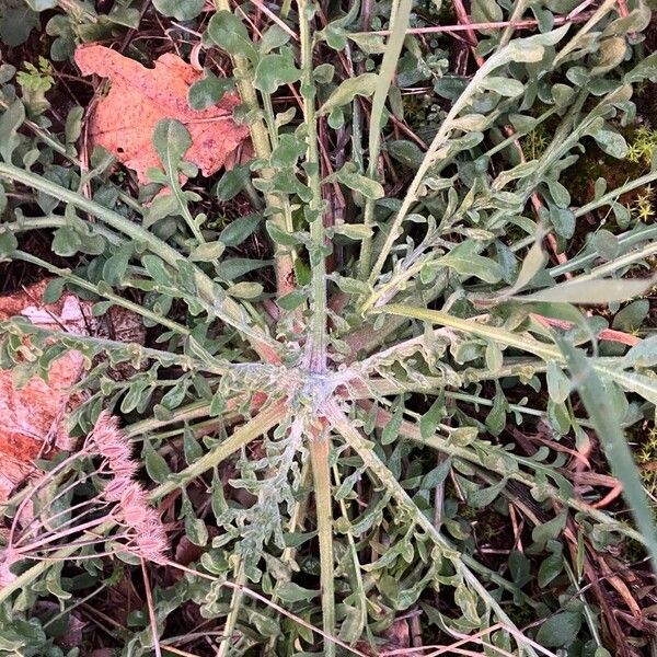 Centaurea diffusa Feuille